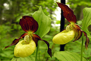 orchidea-cypripedium