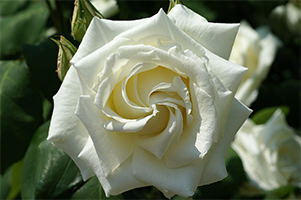rosa-bianca